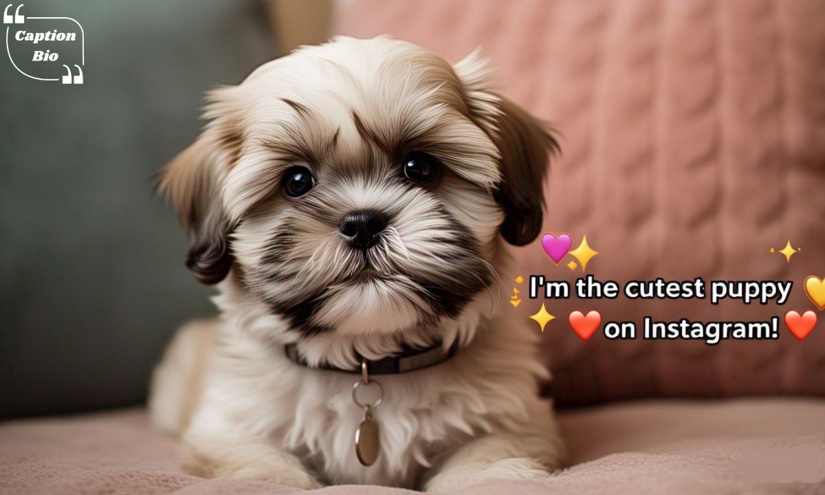 Instagram Captions About Puppies